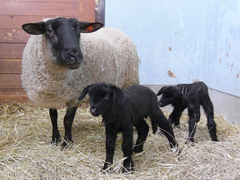 子どもたちと戯れる羊