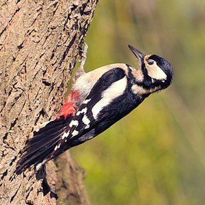 牧歌の里で見られる野鳥「アカゲラ」