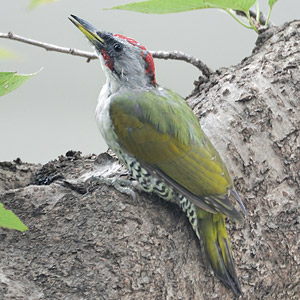 牧歌の里で見られる野鳥「アオゲラ」