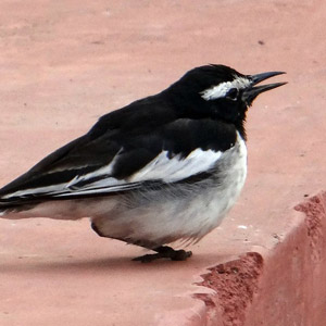 牧歌の里で見られる野鳥「ハクセキレイ」