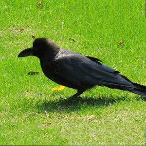 牧歌の里で見られる野鳥「ハシブトガラス」