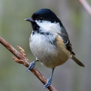 牧歌の里で見られる野鳥「ヒガラ」