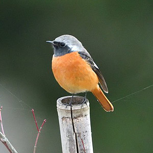 牧歌の里で見られる野鳥「ジョウビタキ」