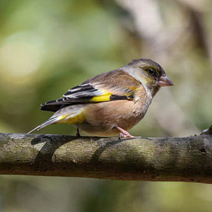 牧歌の里で見られる野鳥「カワラヒワ」