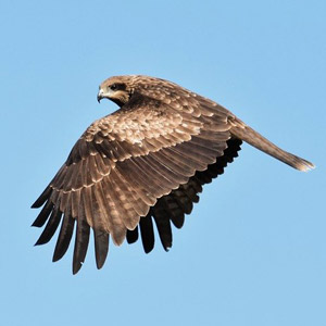 牧歌の里で見られる野鳥「トビ」