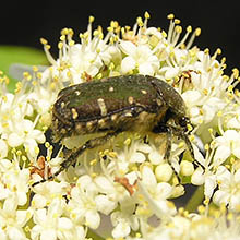 牧歌の里で見られる昆虫「ハナムグリ」