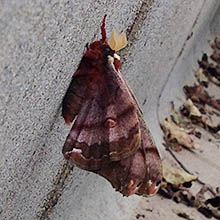 牧歌の里で見られる昆虫「ヒメヤママユ」