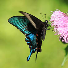 牧歌の里で見られる昆虫「カラスアゲハ」