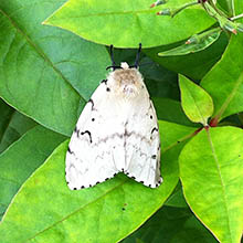 牧歌の里で見られる昆虫「マイマイガ」